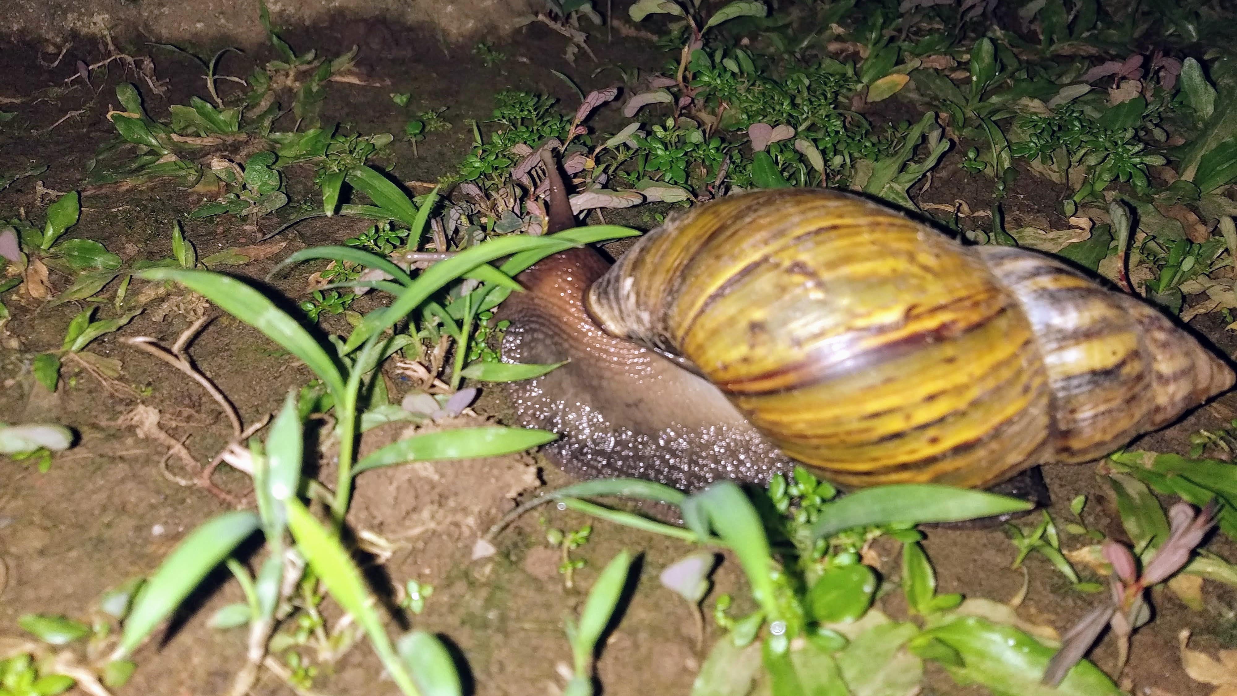 The biggest snail we found; seems the most accomplished snail taking its time. Haha! - [Header image for the post: Anxiety and Importance of Rest - Just some musings on active waiting and resting]