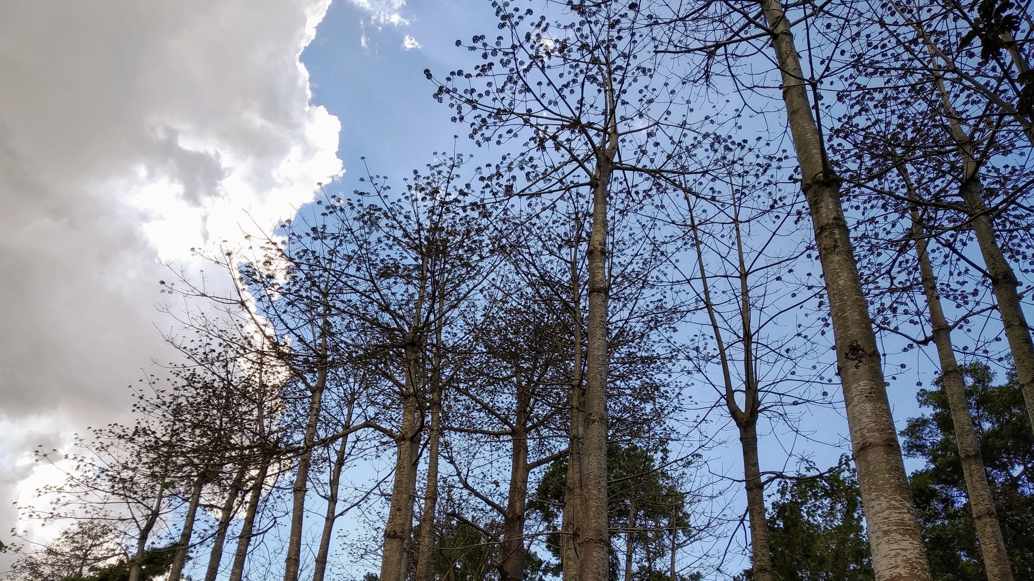 A row of tall trees reaching for the blue sky - [Header image for the post: Radical Growth - Some thoughts different forms of growth and the motivations behind them]